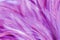 Purple chicken feathers in soft and blur style for background