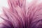 Purple chicken feathers in soft and blur style background