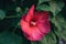 Purple chinese hibiscus flower in the sun