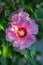 Purple chinese hibiscus flower in the sun