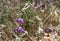 Purple Chinese Houses Collinsia heterophylla wildflowers, Chinese House Wild Flower