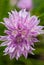 Purple Chive Flower in Spring Bloom