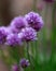 Purple chive flowers Allium schoenoprasum herb blooming in spring garden