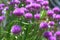 Purple chives blossom