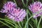 Purple chives blossom at flowerbed macro, selective focus, shallow DOF