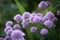 Purple chives plant in summer garden. Perfect healthy herb flowers. Chive blossom in back light