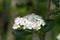 Purple chokeberry Aronia prunifolia Nero, cluster of white flowers