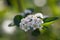 Purple chokeberry Aronia prunifolia Viking, white flowers