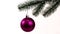 Purple Christmas ball on a fir branch, white background, isolate