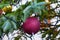 Purple Christmas decoration ball on a tree branch