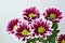 Purple chrysanthemum