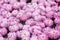 Purple chrysanthemum background