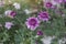 Purple Chrysanthemum bloom in the garden on blur nature background.