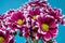 Purple Chrysanthemum branch on a blue background