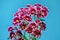 Purple Chrysanthemum branch on a blue background