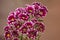 Purple Chrysanthemum branch on a brown background