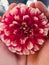 Purple chrysanthemum in children hands. Varieties of red chrysanthemums