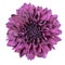 Purple Chrysanthemum Flower Isolated on White