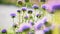 Purple chrysanthemum flowers flowerbed background