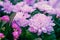 Purple chrysanthemum flowers is a genus of annual and perennial herbaceous plants in the Aster family