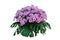 Purple Chrysanthemum flowers with tropical leaves Monstera, ornamental nature bush podium floral arrangement isolated on white