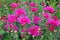 Purple chrysanthemum in gardening nursery and shop. Chrysanthemum wallpaper. Floral vibrant blooming background. Close up