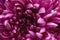 Purple chrysanthemum macro. Top view of lilac chrysanthemum petals