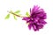 Purple Chrysanthemum (Mum) Flower