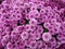 Purple Chrysanthemum Natural Background