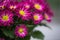 Purple Chrysanthemum purple mums cluster close up in light soft blur background