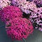 Purple chrysanthemums