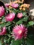 purple chrysanthemums bloom in the yard in the morning