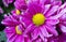 Purple chrysanthemums daisy flower