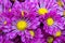 Purple chrysanthemums daisy flower