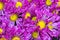 Purple chrysanthemums flower