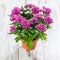 Purple chrysanthemums in a pot