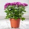 Purple chrysanthemums in a pot