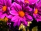 Purple chrysanthemun flower macro background wallpaper fine art prints
