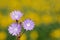 Purple cichorium Flowers, chicory wild flowers. Purple flower on natural background. Flower of wild endive . Cichorium intybus