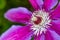 Purple clematis close up macro showing stamen and pollen