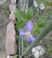 Purple clematis flower, vines on the fence