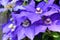 Purple Clematis Flowers