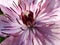 Purple Clematis flowers just after spring rain. Flower of clematis, closeup, macro. Closeup of a Clematis Jackmannii in sprin.