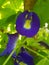 The Purple Clitoria Flower