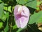 Purple clitoria flower on green leaves background, closeup