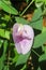Purple clitoria flower on green leaves background, closeup