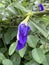 Purple Clitoria ternatea flower in the garden