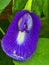 Purple Clitoria ternatea flowers