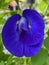 purple clitoria ternatea in the garden in the close up