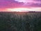 Purple clouds over a wheat field
